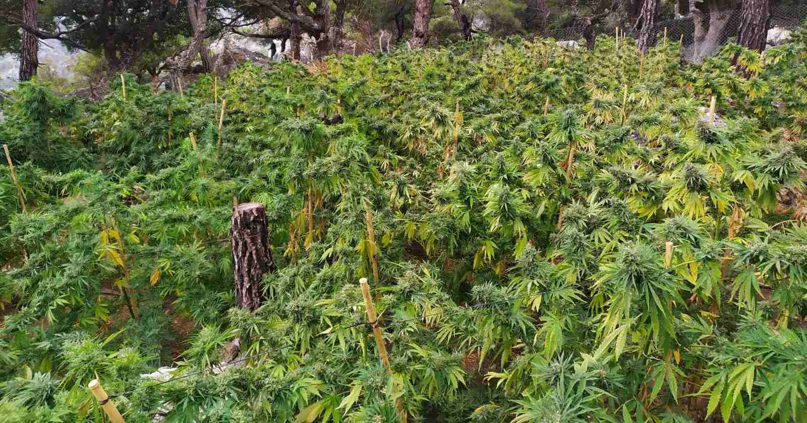 Ηράκλειο: Χασισοφυτεία μέσα σε δάσος – Οι αστυνομικοί έπεσαν σε αυτές τις εικόνες κατά την έρευνα