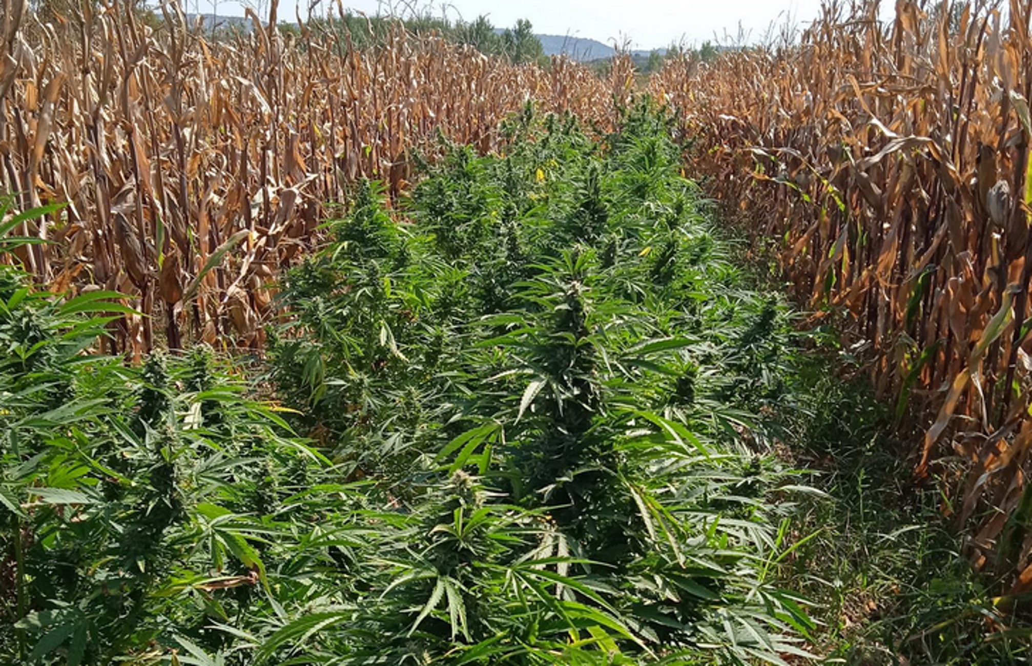 Πέλλα: Χασισοφυτεία ανάμεσα σε καλλιέργεια καλαμποκιών – Δείτε τις εικόνες από το επίμαχο σημείο