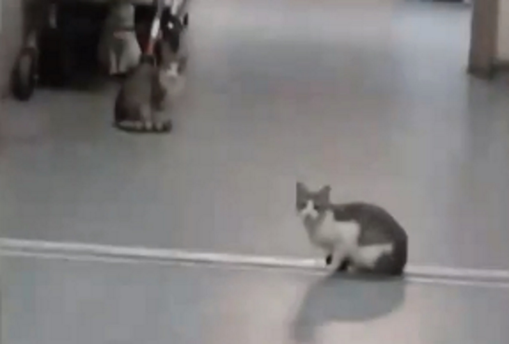 Γάτες σουλατσάρουν σε μεγάλο νοσοκομείο της Αττικής – Δείτε βίντεο του Live News