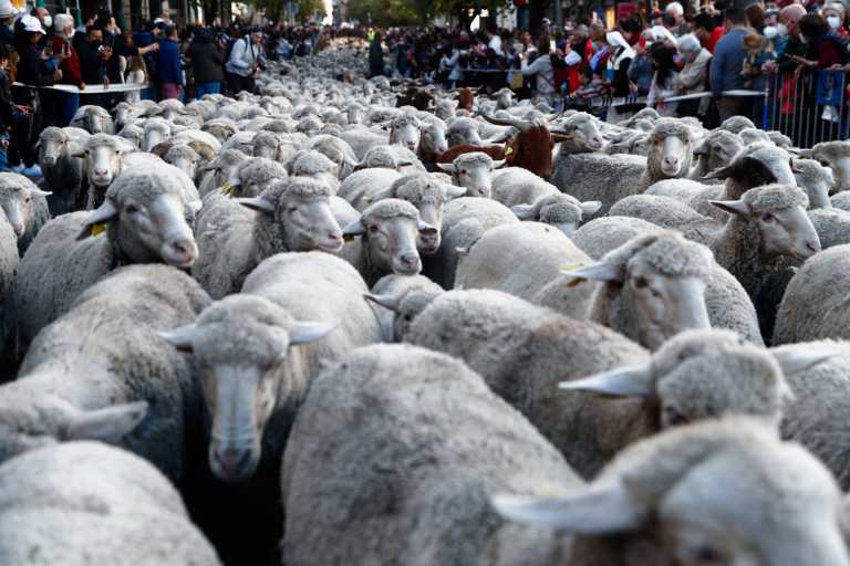 Πρόβατα κατέκλυσαν τη Μαδρίτη – Βοσκοί με γκλίτσες και ήχοι κουδουνιών στην «καρδιά» της πόλης