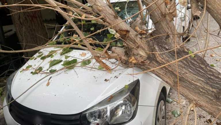 Παγκράτι: Δέντρο «προσγειώθηκε» σε παρκαρισμένο αυτοκίνητο – Η πτώση που τρόμαξε κόσμο