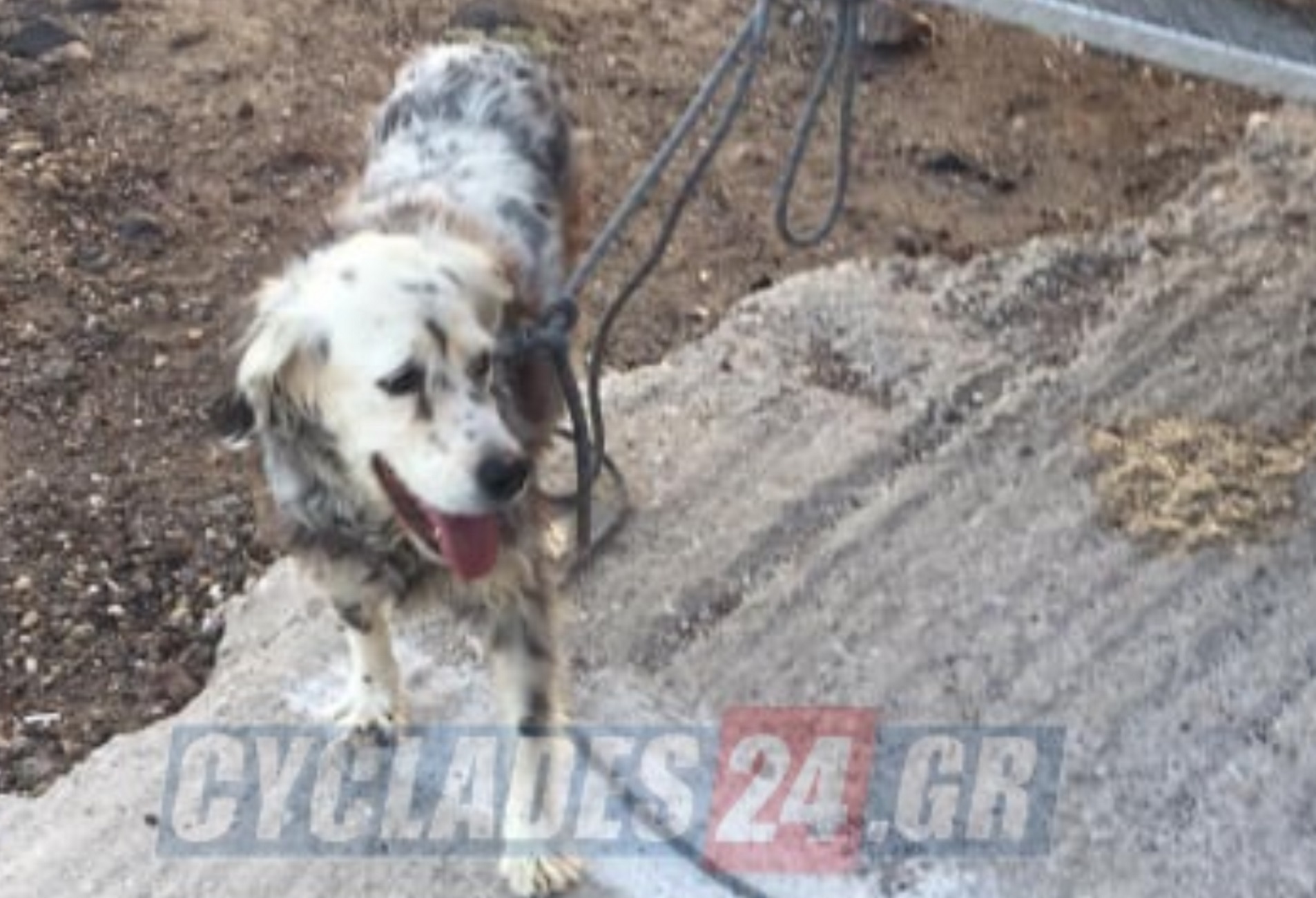 Σαντορίνη: Συγκινητική διάσωση σκύλου στην «Κόκκινη παραλία» – Η επέμβαση των πυροσβεστών