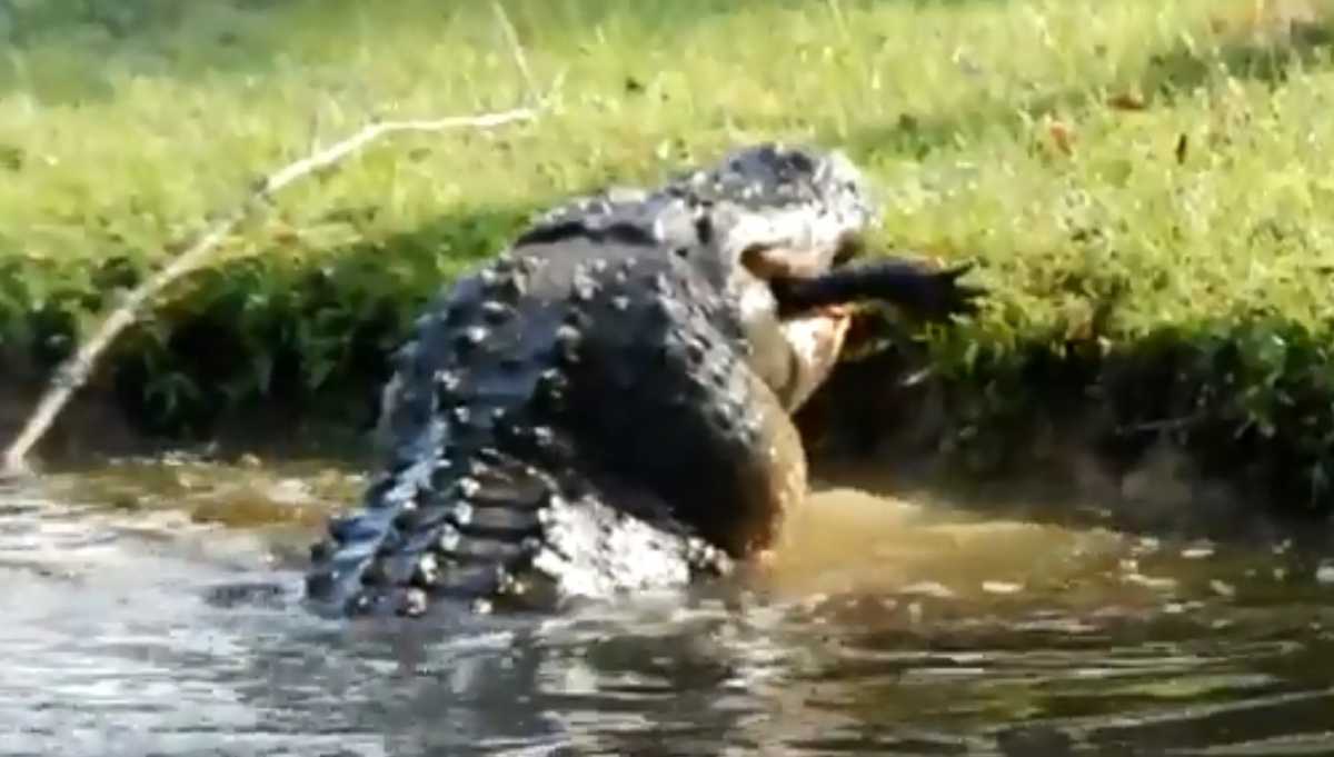 ΗΠΑ: Viral έγινε βίντεο με έναν γιγαντιαίο αλιγάτορα να καταπίνει κροκόδειλο 2 μέτρων