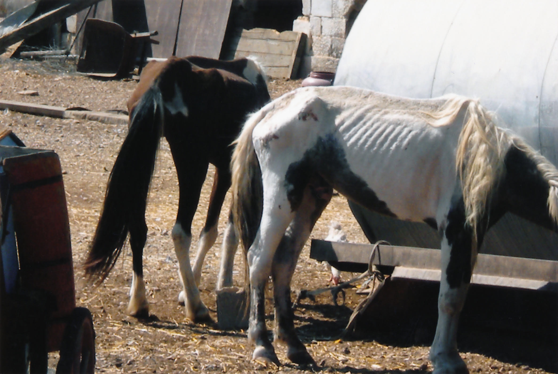Λαμία: Χειροπέδες σε 32χρονο για υποσιτισμένα ζώα – Σκελετωμένα άλογα και σκύλος