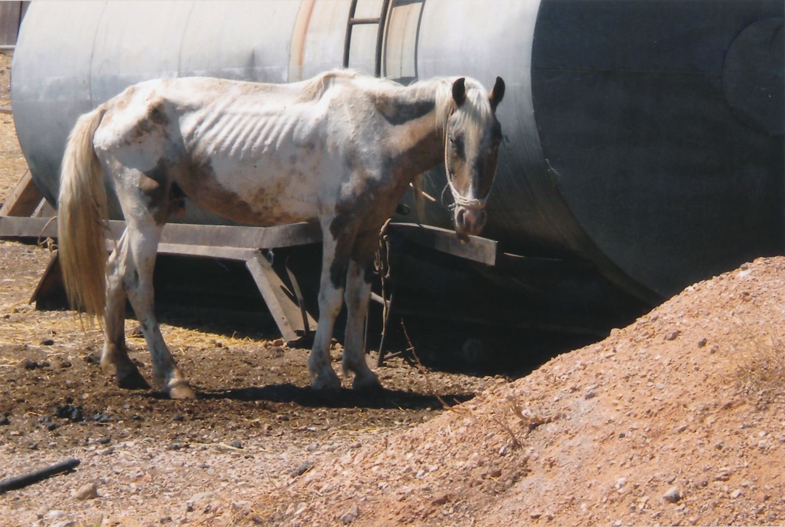 Ασπρόπυργος: Φυλάκιση 3,5 ετών στον ιδιοκτήτη «φάρμας – κολαστήριο» με τα σκελετωμένα άλογα