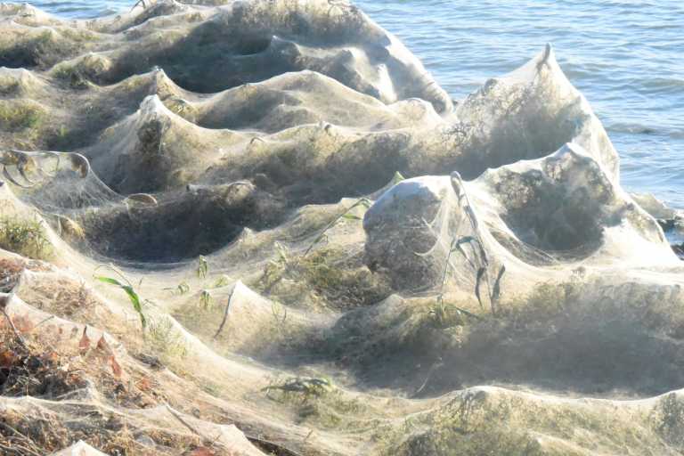 Αιτωλικό: Ιστοί από αράχνες σκέπασαν τα πάντα στη λιμνοθάλασσα! Εντυπωσιακές και απόκοσμες εικόνες