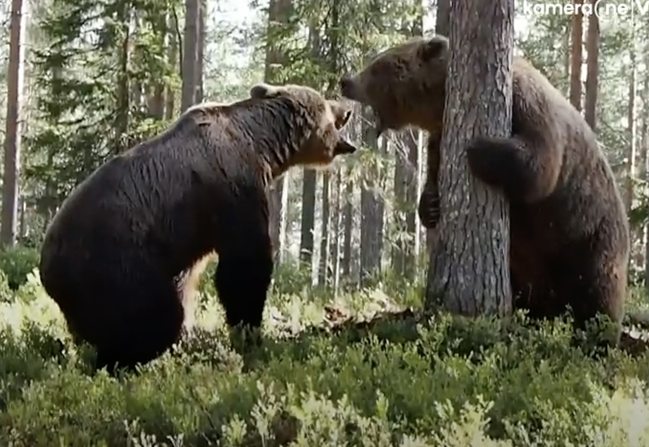 Θηριώδης μάχη αρκούδων τρομοκρατεί κινηματογραφικό συνεργείο