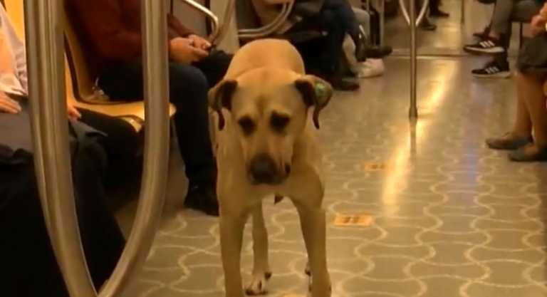 Τουρκία: Ο σκύλος Μπότζι είναι ο αγαπημένος συνεπιβάτης όλων στα μέσα μεταφοράς