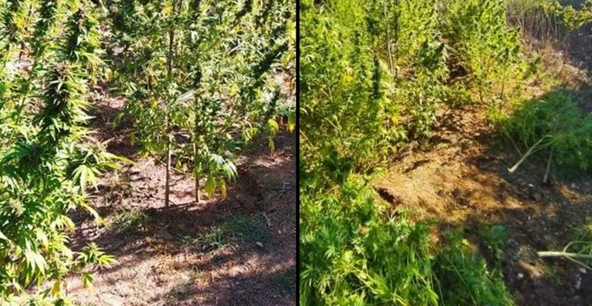 Εύβοια: Καλλιεργούσαν πάνω από 100 χασισόδεντρα που έφταναν και τα 3 μέτρα ύψος