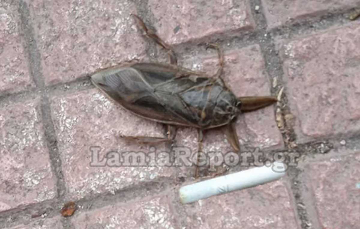Λαμία: Το πέρασαν για κατσαρίδα αλλά ήταν το δηλητηριώδες έντομο που αυξάνεται και στην Ελλάδα