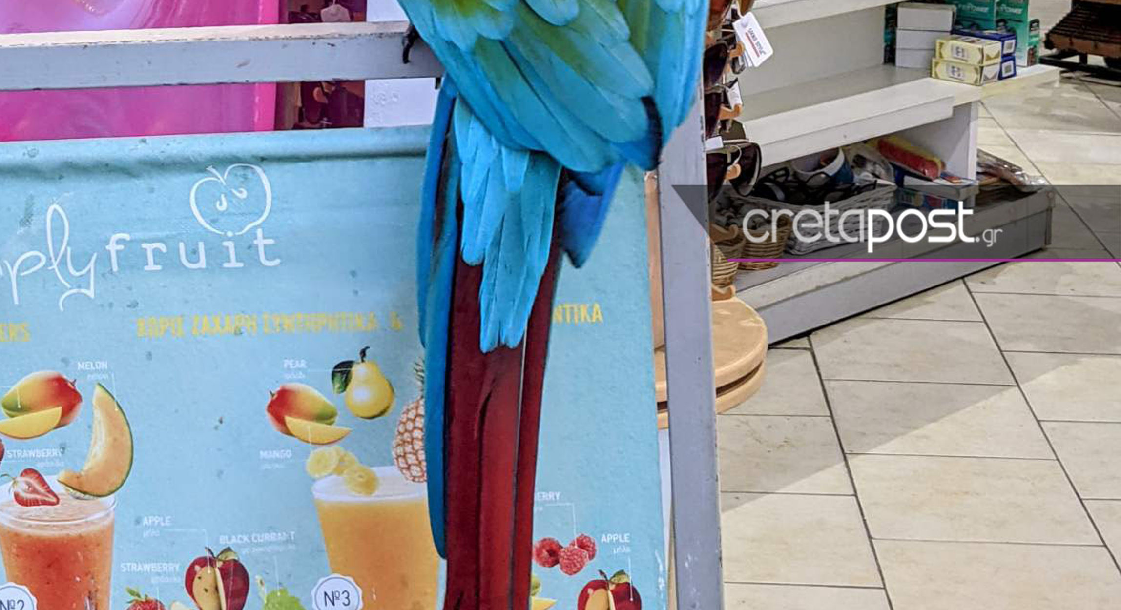 Ηράκλειο: Εξωτικό πουλί στις Γούβες τραβά όλα τα βλέμματα