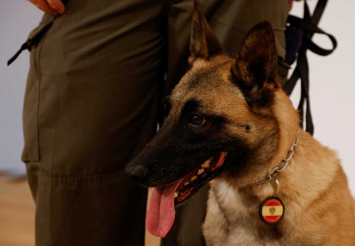 Fantasy, a sniffer dog trained to detect the coronavirus disease (COVID-19), sits next to a trainer during a news conference in Vienna, Austria November 2, 2021. REUTERS