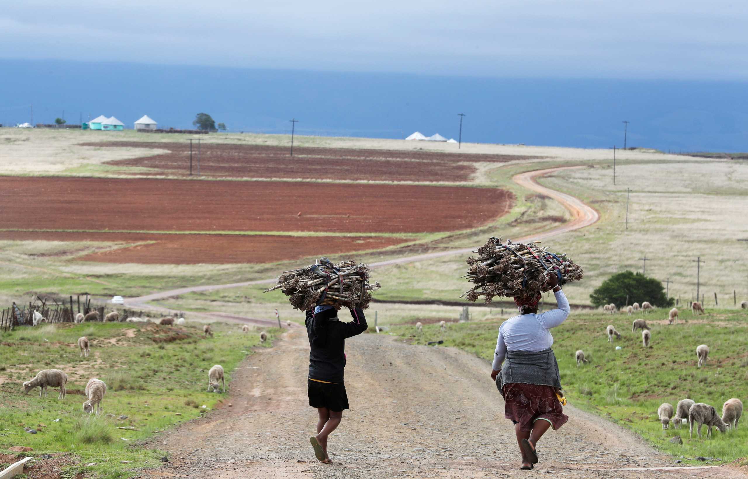 Women walk on a dirt road while carrying firewood on their heads, as the new coronavirus variant, Omicron spreads, in Qumanco village in the eastern cape province of South Africa, November 30, 2021. REUTERS
