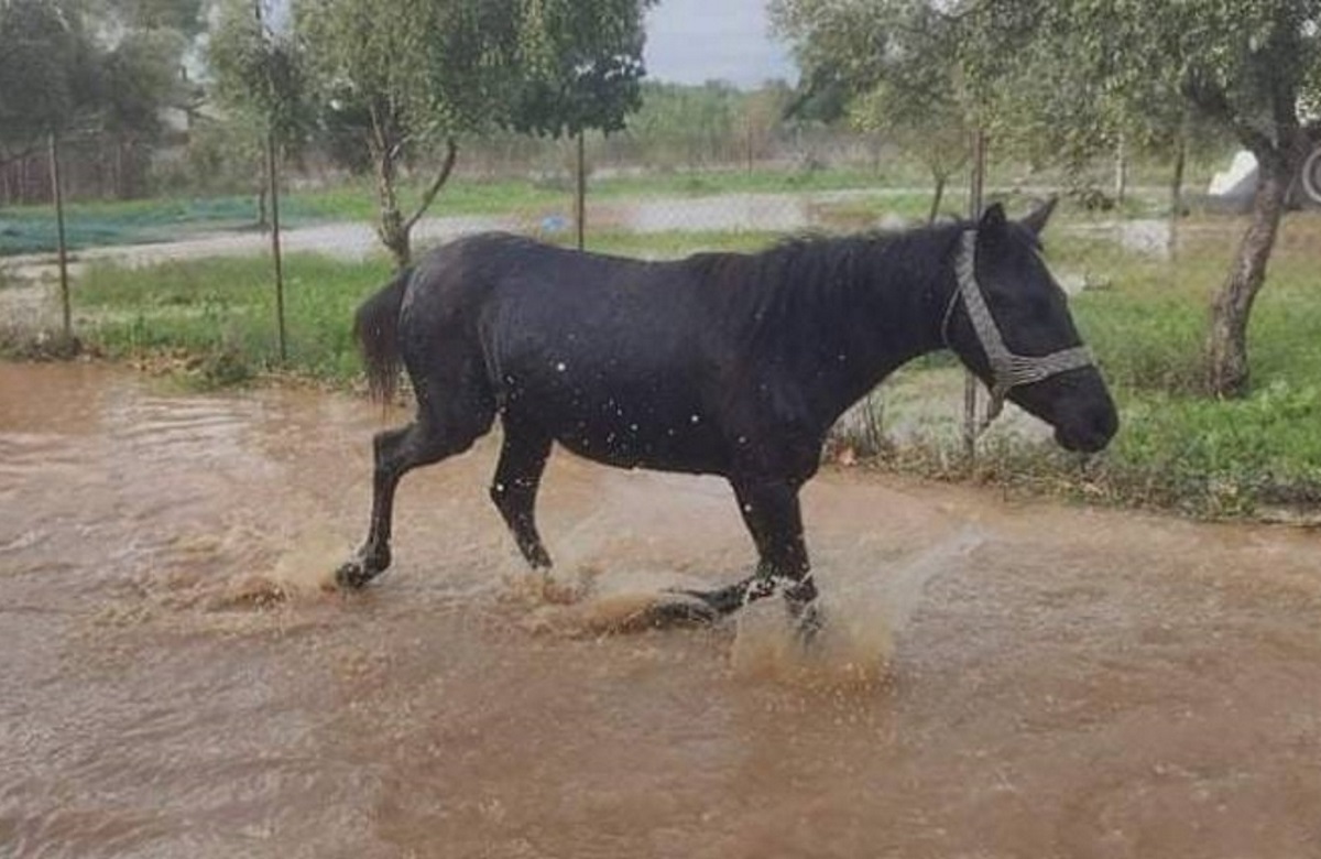 Καιρός – Αχαΐα: Μεγάλες ζημιές στον κάμπο