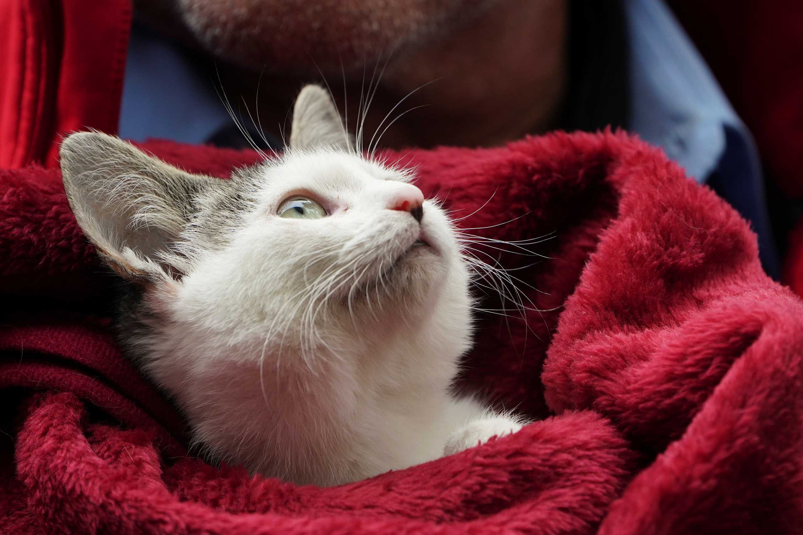 Republican candidate for New York City Mayor Curtis Sliwa holds his cat Gizmo as he speaks to the media before voting on election day in the Manhattan borough of New York City, New York, U.S., November 2, 2021. REUTERS
