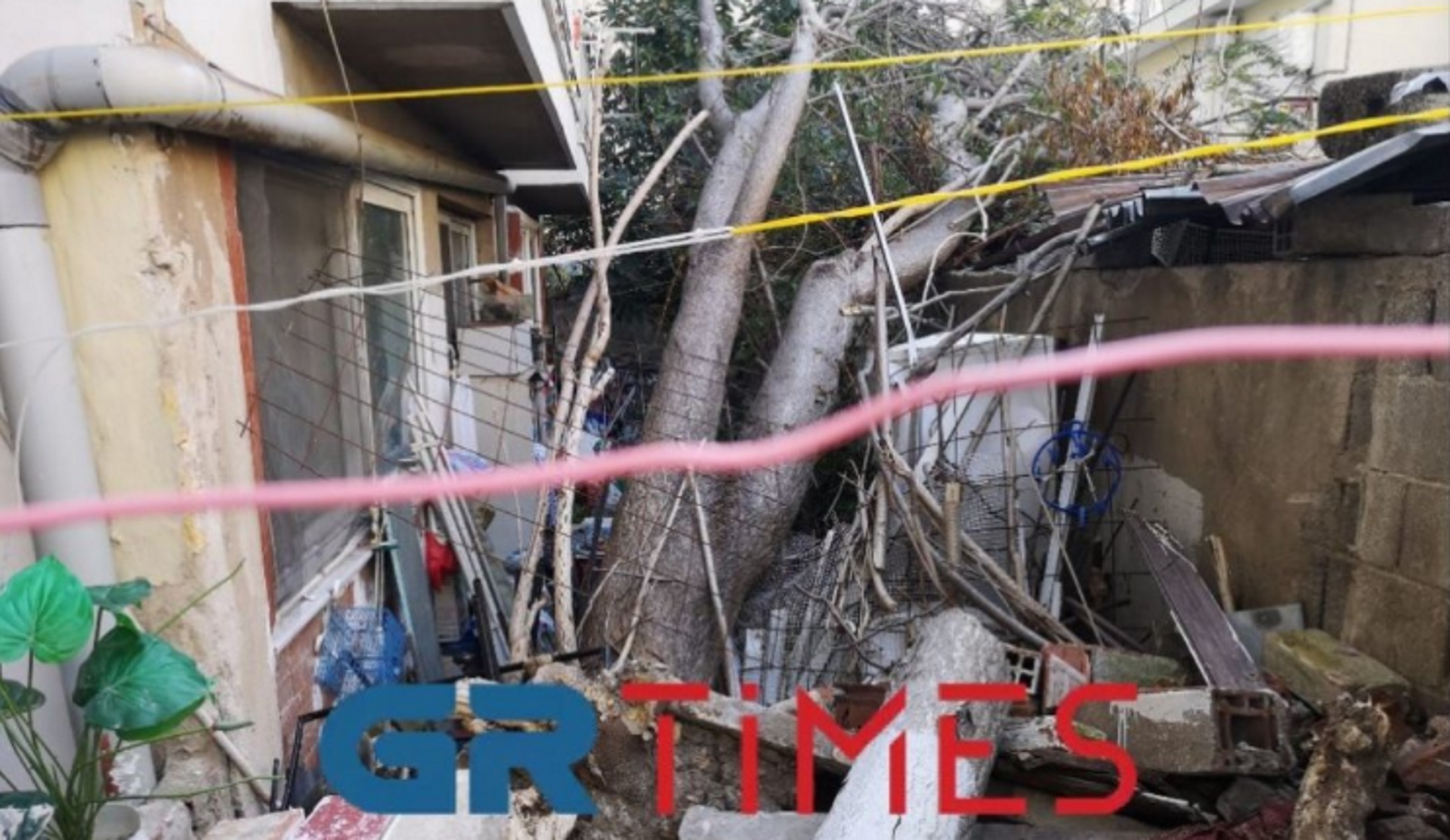 Θεσσαλονίκη: Πανύψηλο δέντρο «απειλεί» να καταπλακώσει σπίτι ηλικιωμένης – «Κινδυνεύει η ζωή μου»