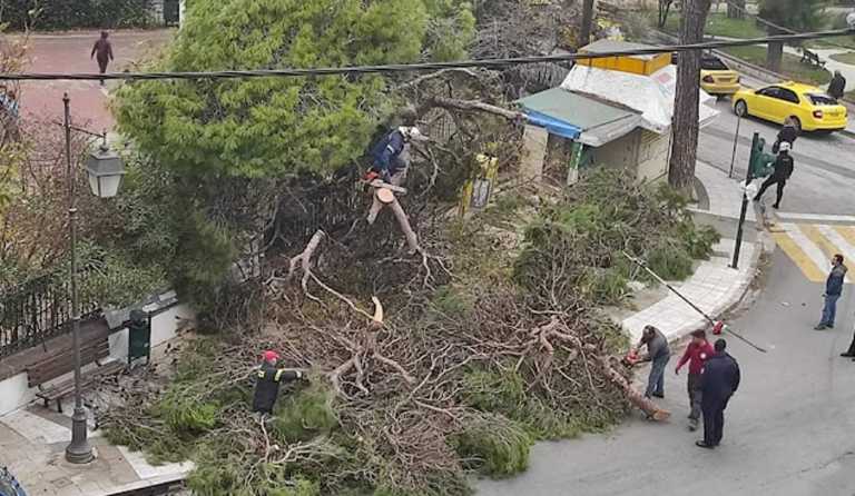 Παραλίγο τραγωδία σε σχολείο στη Μυτιλήνη – Δέντρο έπεσε ξυστά από παιδιά