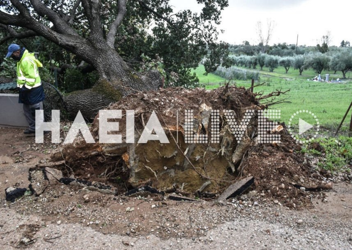 Ηλεία: Αιωνόβια βελανιδιά ξεριζώθηκε από τους ισχυρούς ανέμους