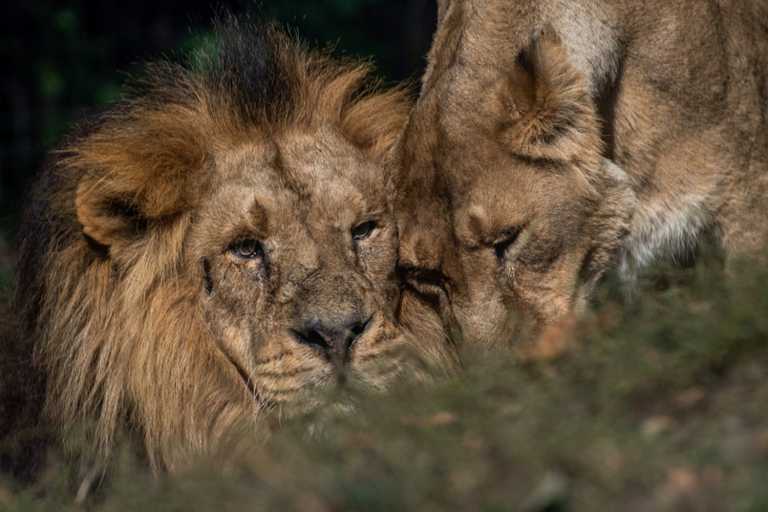 Σιγκαπούρη: Θετικά στον κορονοϊό τέσσερα λιοντάρια σε ζωολογικό κήπο