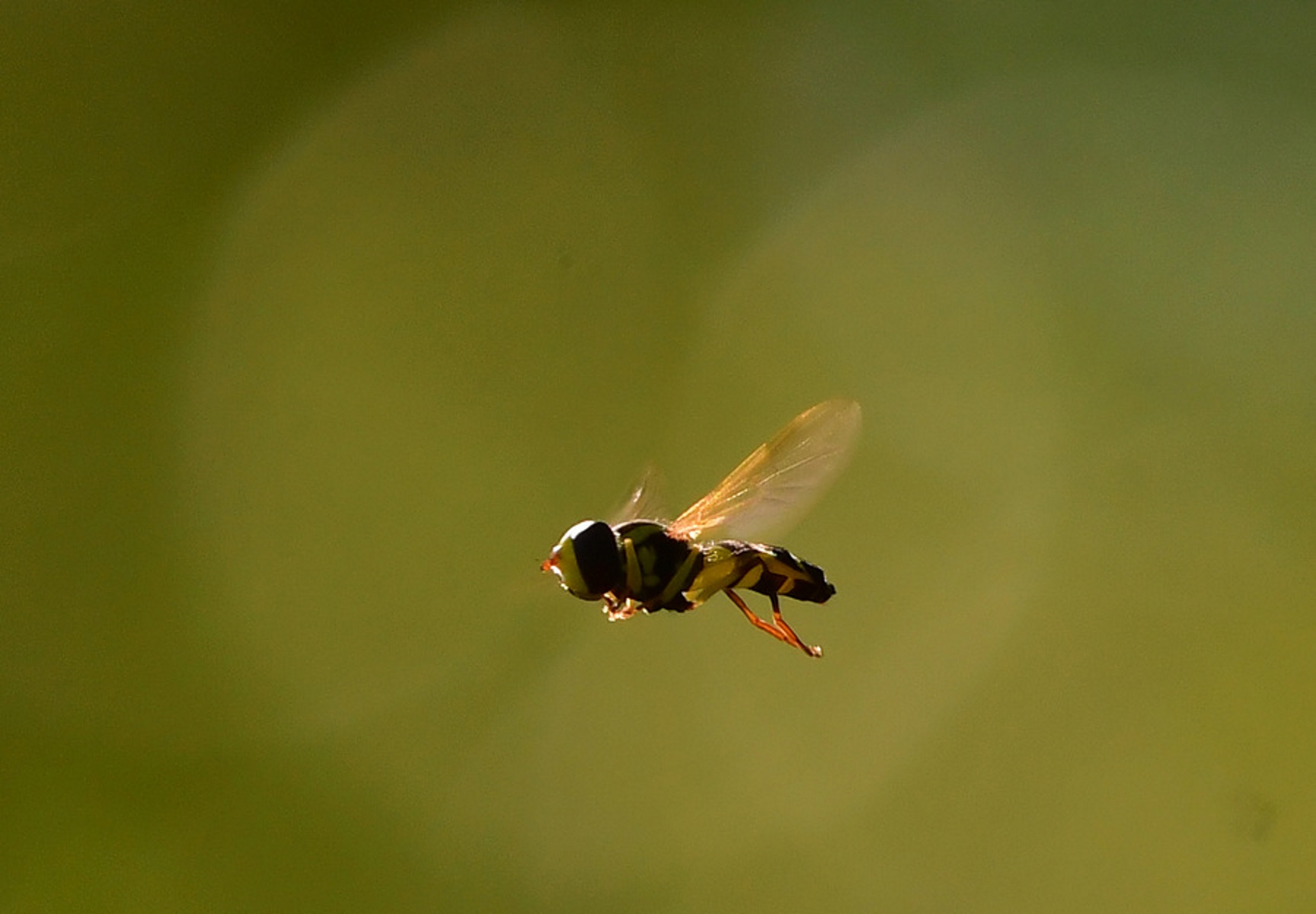 Μία σφήκα, το είδος Chrysotoxum elegans ή αλλιώς hoverflies, που μερικές φορές ονομάζονται μύγες λουλουδιών ή συριφιδωτές μύγες, απαντάται στην πόλη του Άργους, Σάββατο 29 Ιουλίου 2017. Τα έντομα αυτά αποτελούν την οικογένεια των Syrphidae. Όπως υποδηλώνει το όνομά τους, εμφανίζονται συχνά αιωρούμενα ή  μαζεύουν νέκταρ από τα λουλούδια. ΑΠΕ-ΜΠΕ