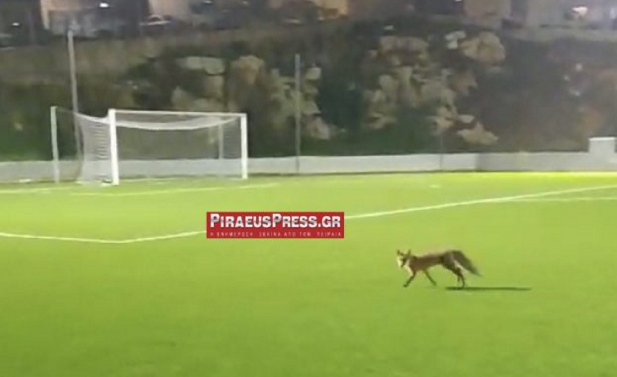 Αλεπού έκανε την εμφάνιση της σε γήπεδο ποδοσφαίρου στον Πειραιά