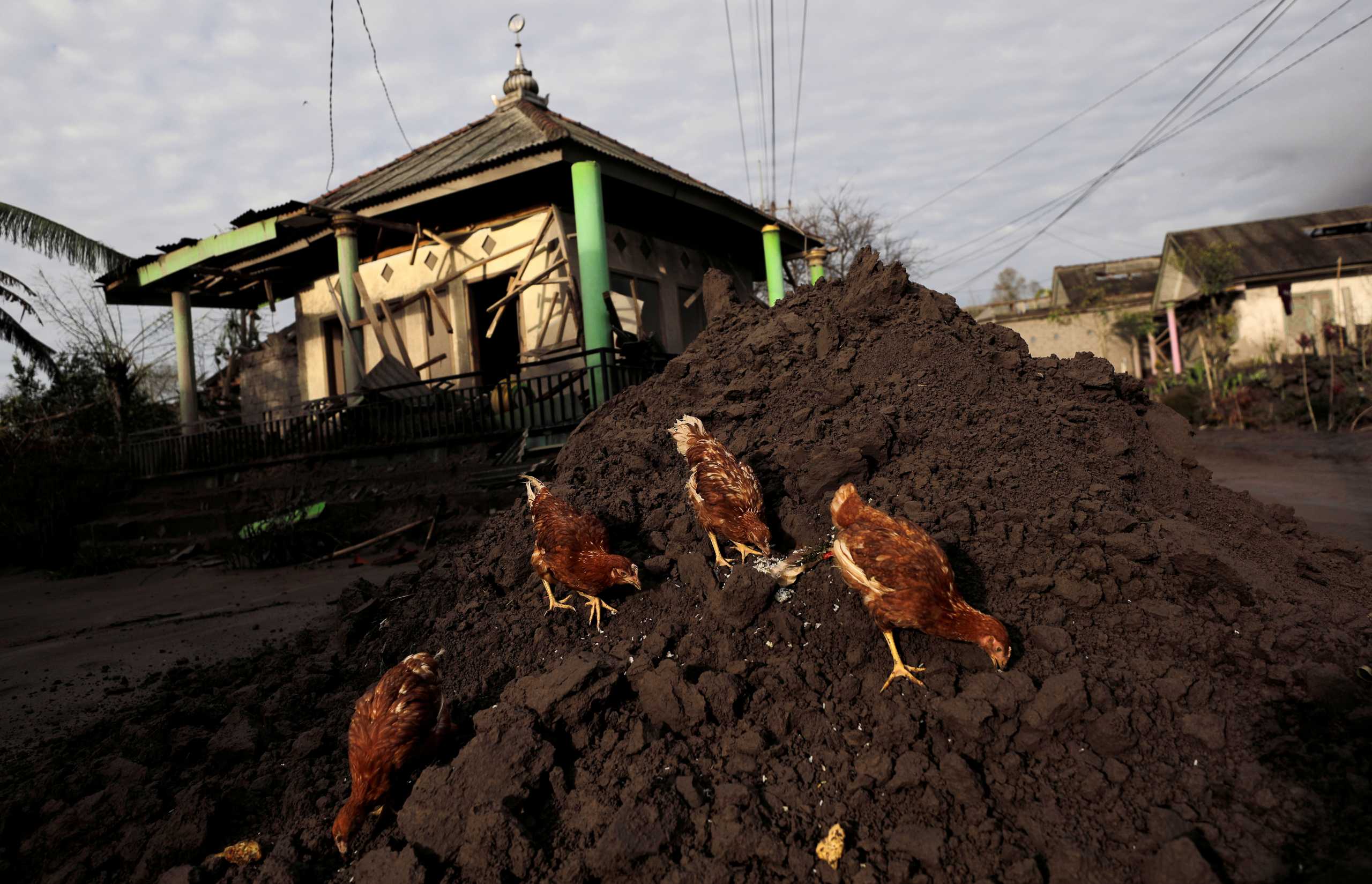 Chickens look for food in an area affected by the eruption of Mount Semeru volcano in Curah Kobokan village, Pronojiwo district, in Lumajang, Indonesia, December 7, 2021. REUTERS