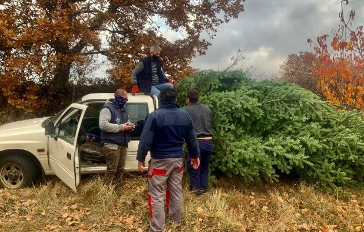 Χαλκιδική: Σχεδόν 30.000 έλατα πούλησαν οι παραγωγοί – «Δεν προλαβαίναμε να στέλνουμε»