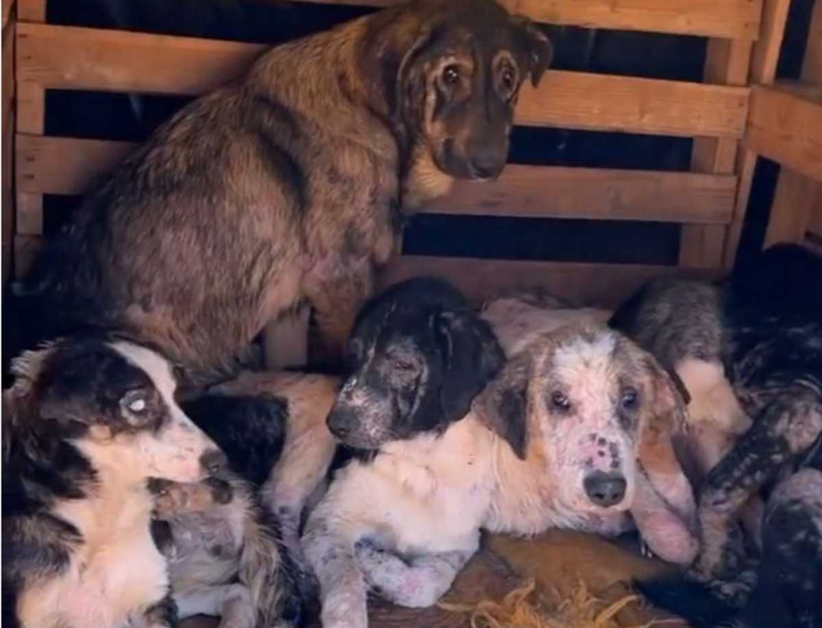 Πρέβεζα: Εικόνες ντροπής στο καταφύγιο ζώων του δήμου Ζηρού που έγινε κολαστήριο για αδέσποτα
