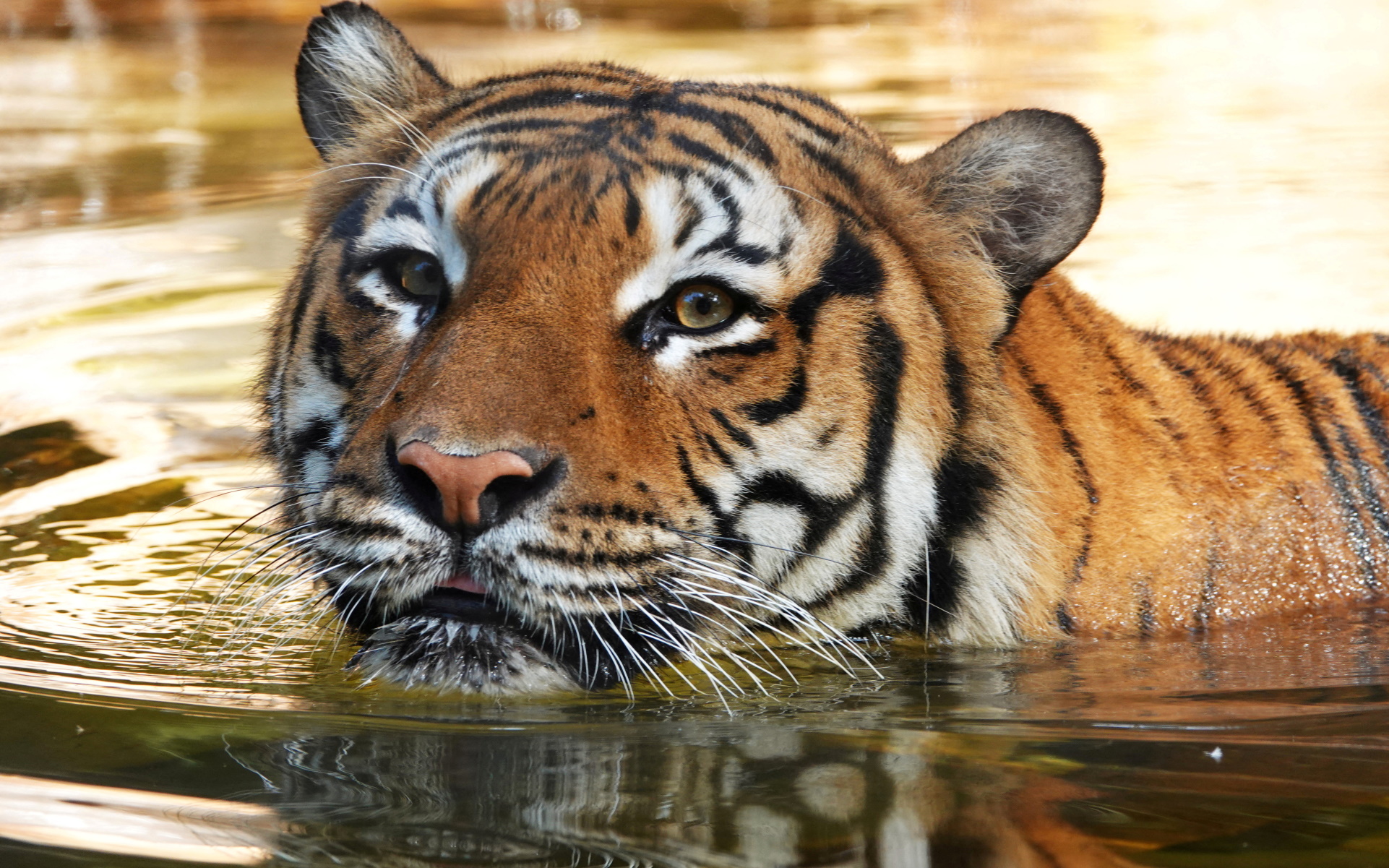 Φλόριντα: Σκότωσαν τίγρη ζωολογικού κήπου για να σώσουν 20χρονο από το στόμα του θηρίου