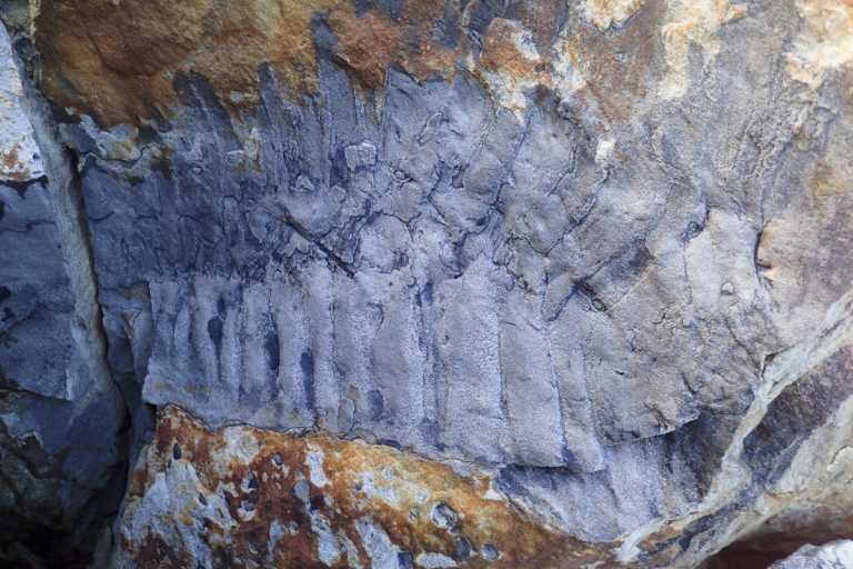 Ανακαλύφθηκε το μεγαλύτερο απολίθωμα «σαρανταποδαρούσας» – Έχει μέγεθος αυτοκινήτου