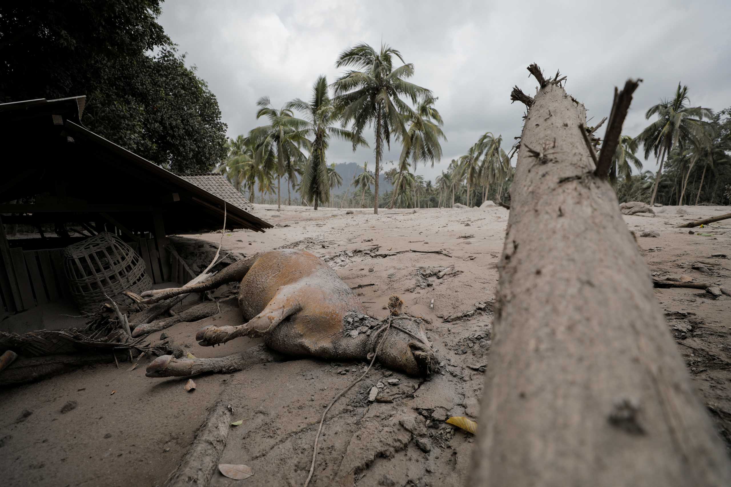 A dead animal is seen at the Sumberwuluh village following the eruption of Semeru mount volcano in Lumajang regency, East Java province, Indonesia, December 5, 2021. REUTERS