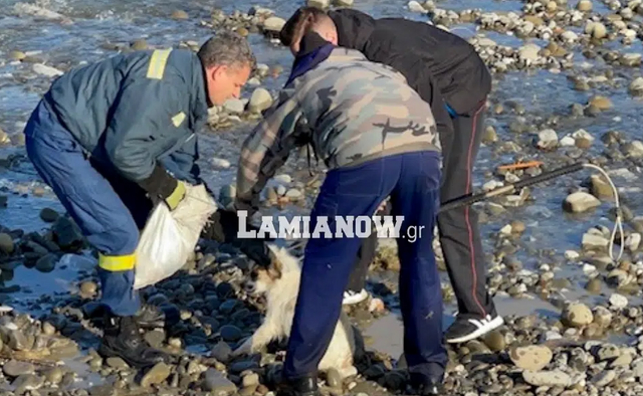 Φθιώτιδα: Έριξαν σε ποτάμι σκυλίτσα με τα κουτάβια της – Οι εικόνες πίσω από τη νέα κτηνωδία