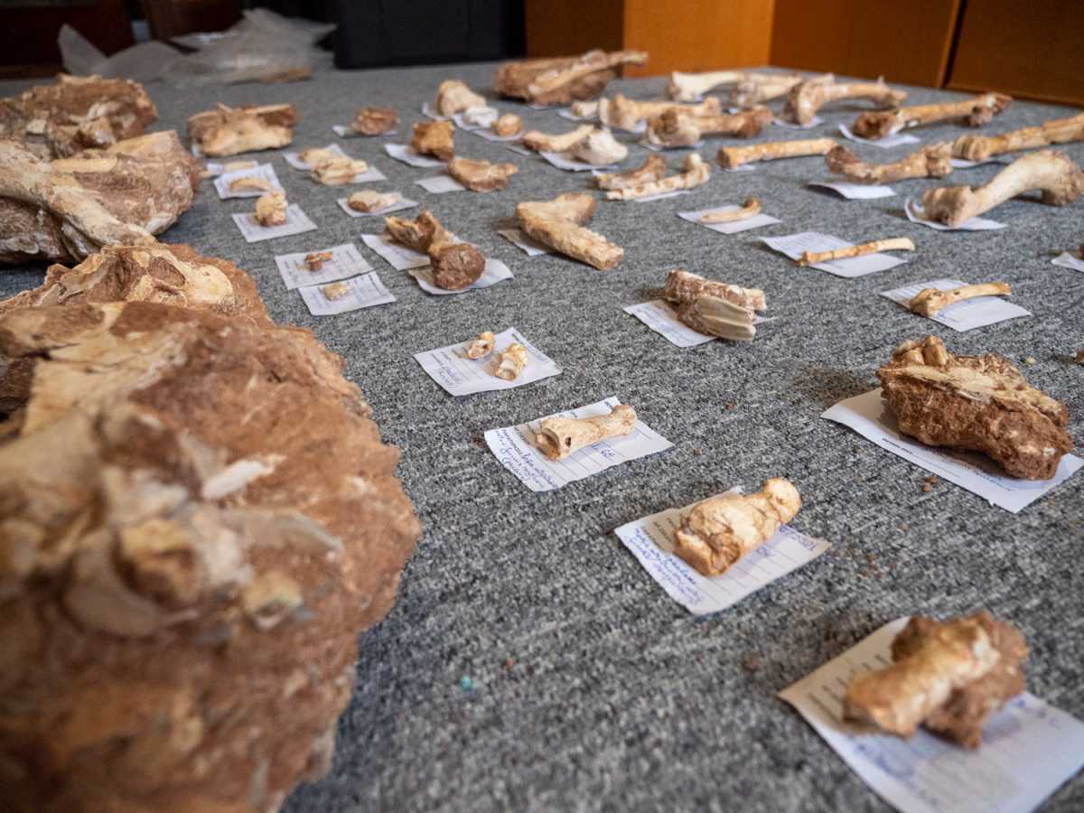 Λέσβος: Απολιθωμένα οστά ηλικίας 2 εκατ. ετών φέρνουν στο φως ένα σύγχρονο "Jurassic Park"