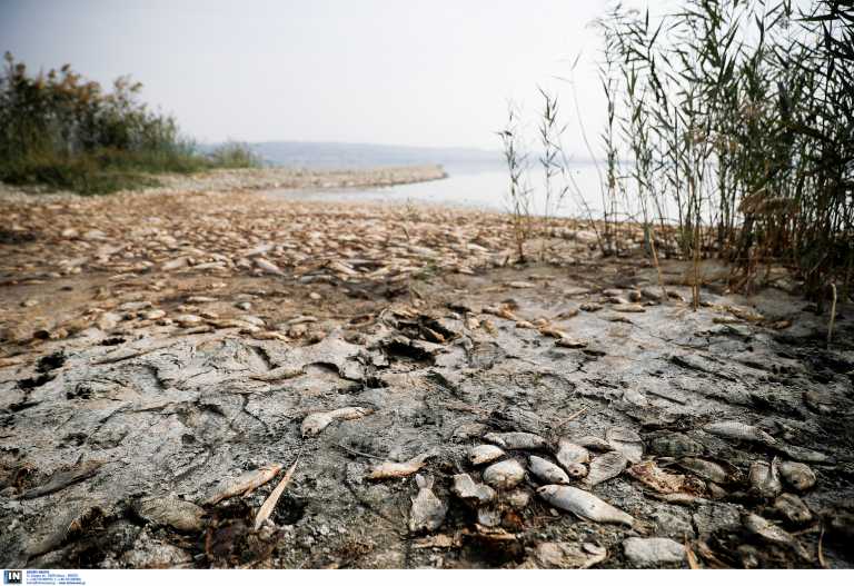 Θεσσαλονίκη: Ώρα εισαγγελέα για τη ρύπανση στη λίμνη Κορωνεία – Έτσι γέμισε λύματα σε λίγους μήνες