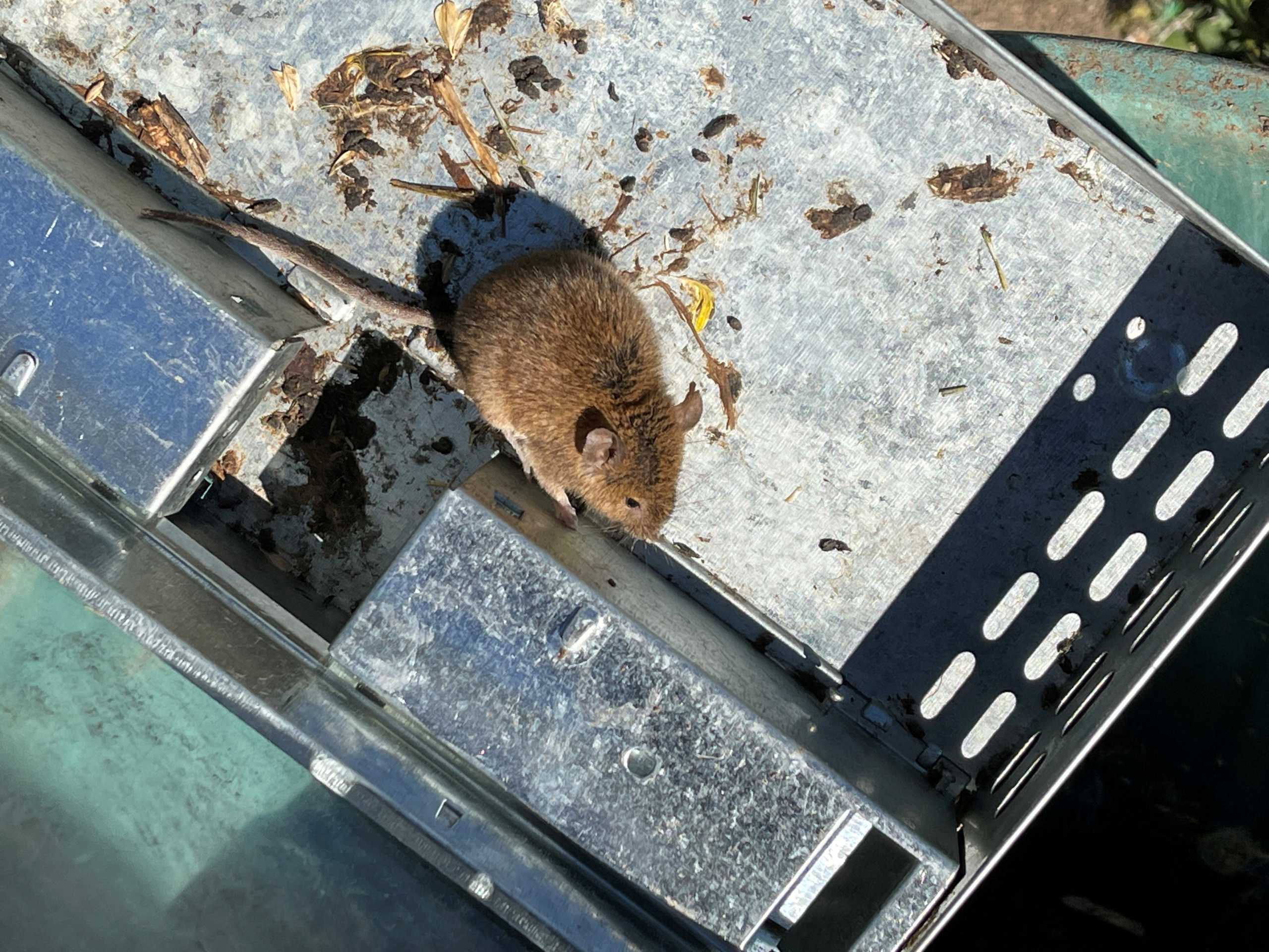 FILE PHOTO: A mouse is caught in a trap on the property of a grain farmer in New South Wales, Australia, May 30, 2021. REUTERS