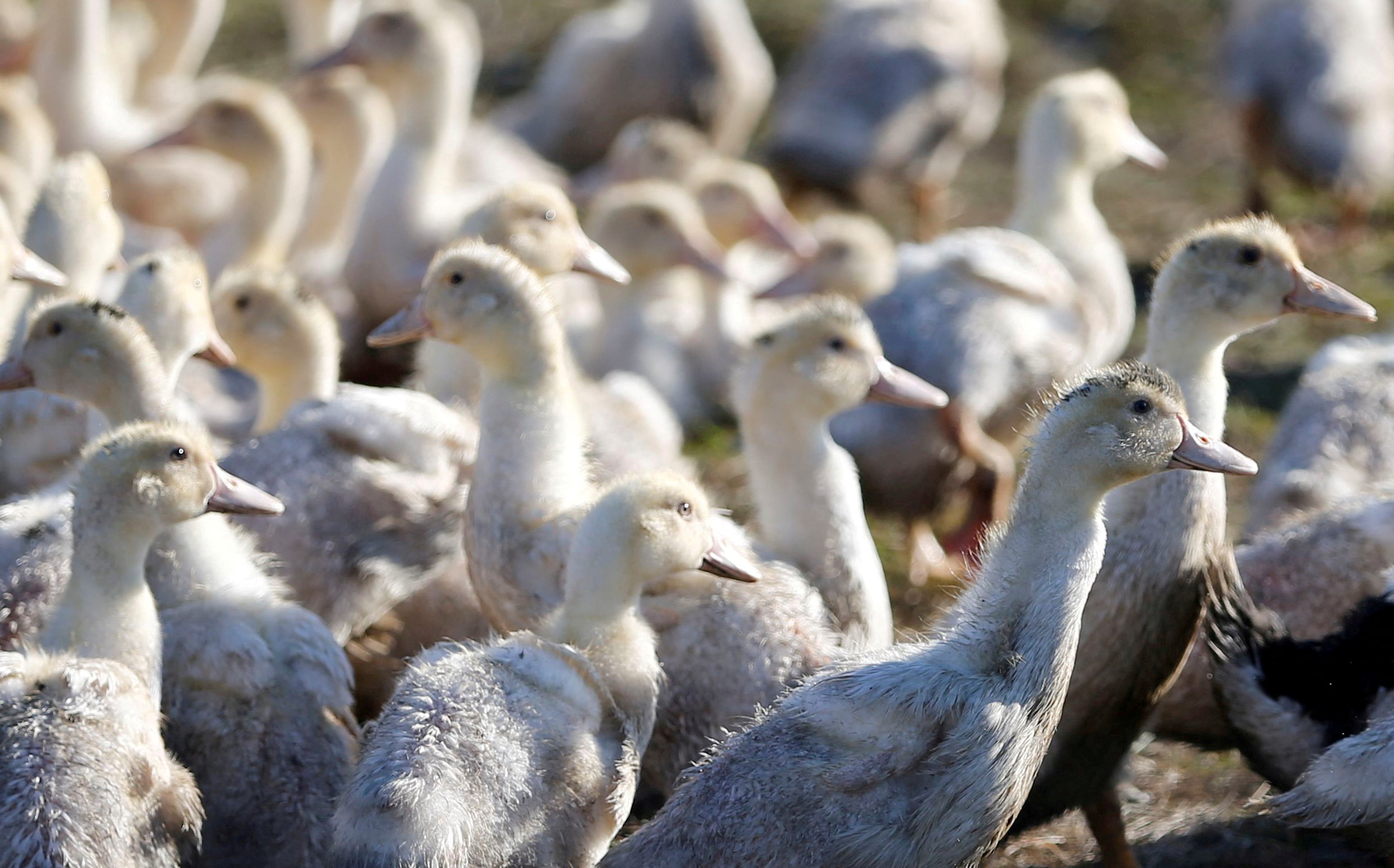 Γαλλία: Η γρίπη των πτηνών ξέσπασε σε πτηνοτροφείο πάπιας
