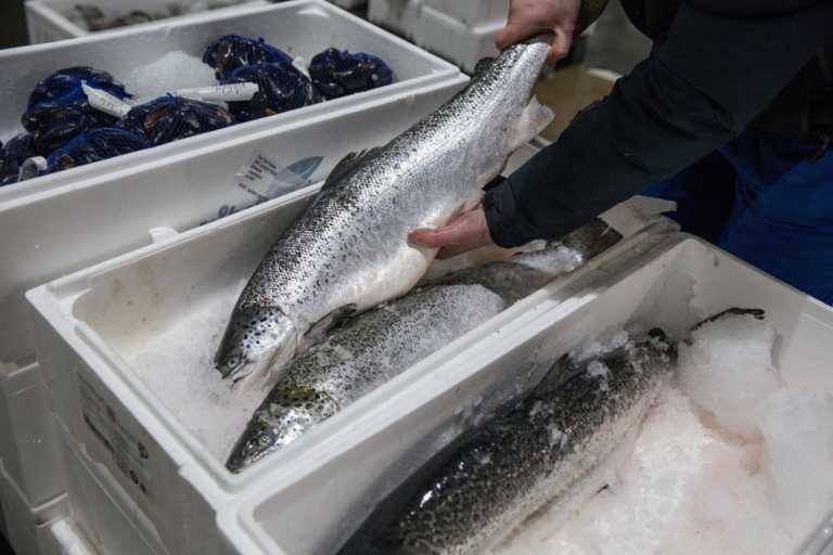 Deal στα ψάρια: Η Elikonos 2 S.C.A. SICAR επενδύει €7 εκατ. στην Select Fish, το μεγαλύτερο διανομέα σολομού
