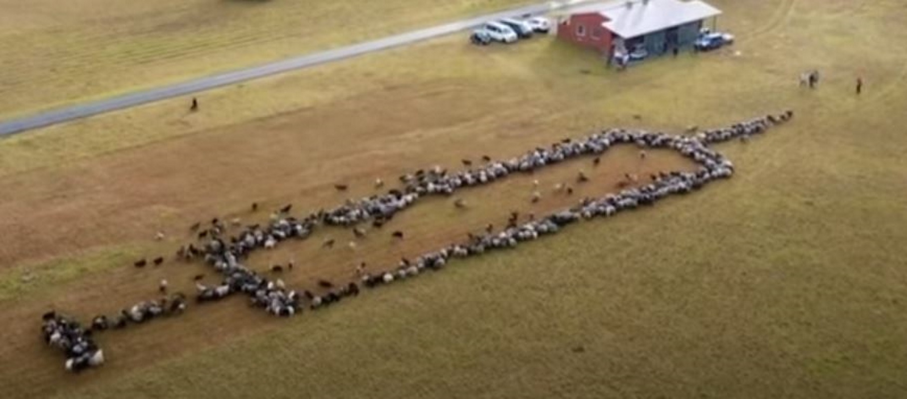 Στην Γερμανία επιστράτευσαν κατσίκες και πρόβατα για την εμβολιαστική καμπάνια κατά του κορονοϊου