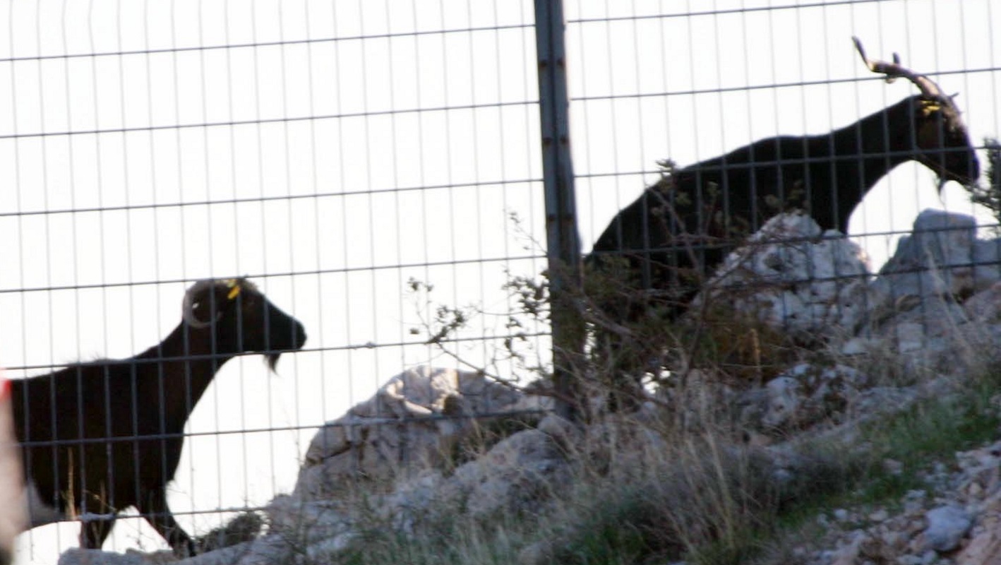Στην Ινδία γεννήθηκε κατσικάκι με ανθρώπινο πρόσωπο