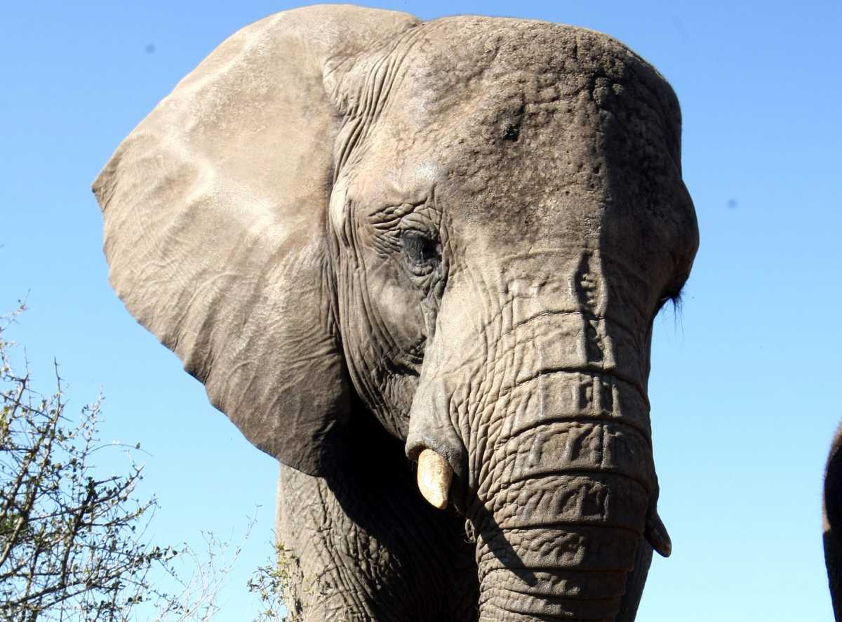Ελέφαντας ποδοπάτησε και σκότωσε Σαουδάραβα τουρίστα σε σαφάρι στην Ουγκάντα