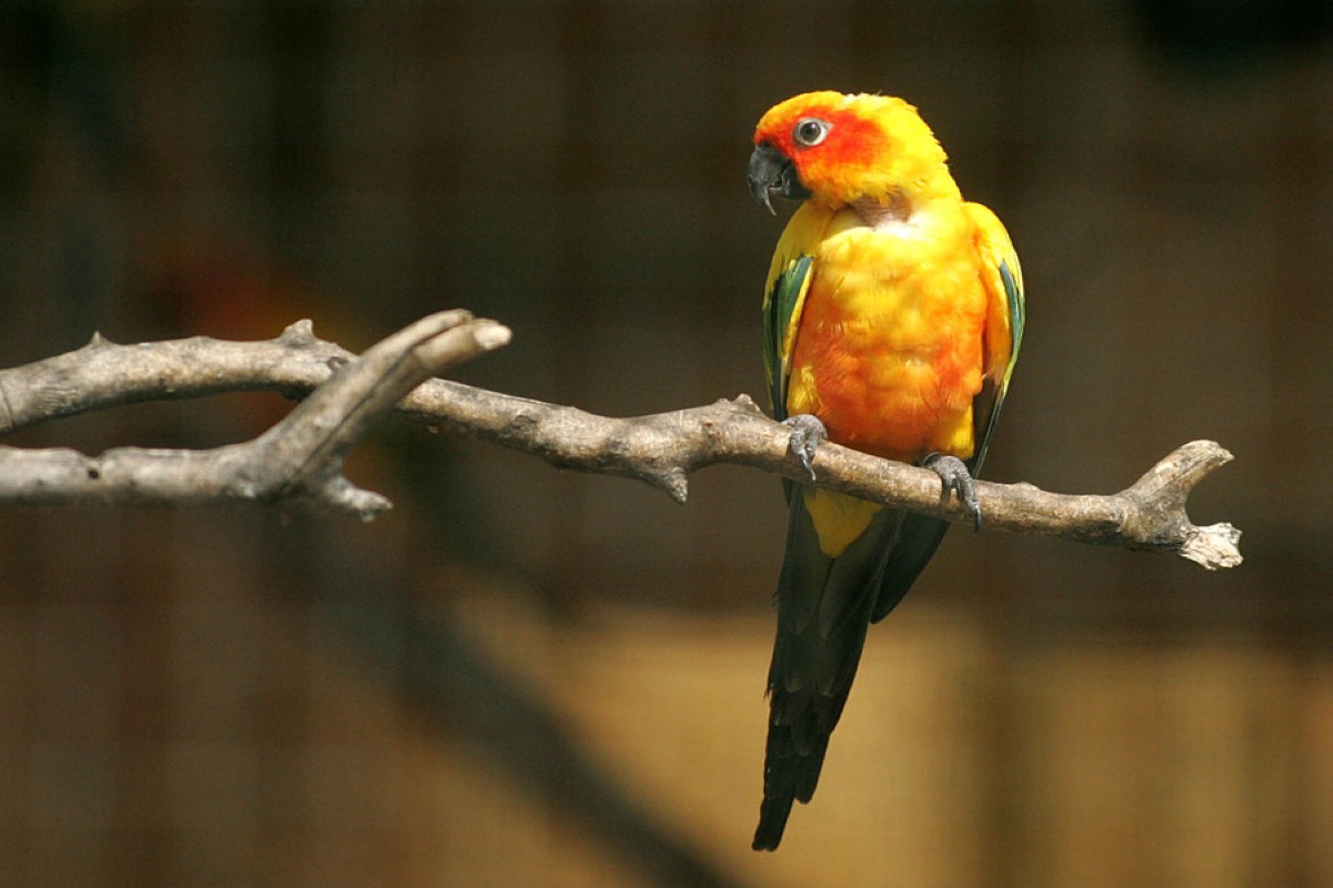 Καταστροφές στο Αττικό Ζωολογικό Πάρκο από την κακοκαιρία – Δραπέτευσαν σπάνια πουλιά