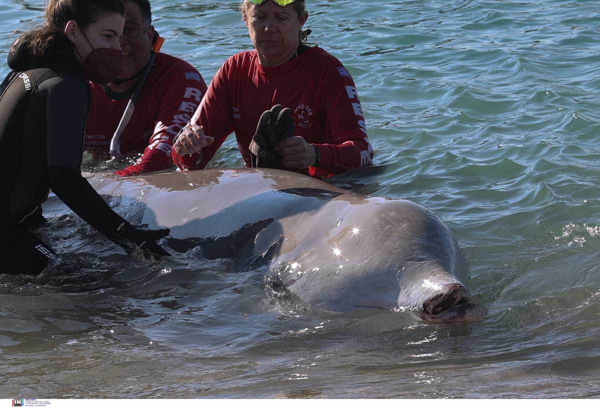 Άλιμος: Στην ανοικτή θάλασσα η μικρή φάλαινα που εγκλωβίστηκε στα ρηχά