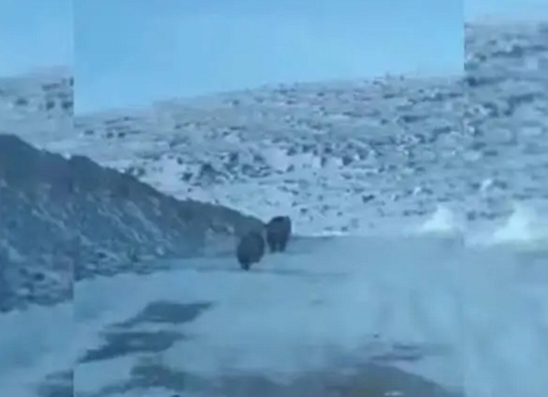 Κοζάνη: Η στιγμή που μεγάλη αρκούδα με τα δύο αρκουδάκια της βρίσκονται μπροστά από αυτοκίνητο νεαρών