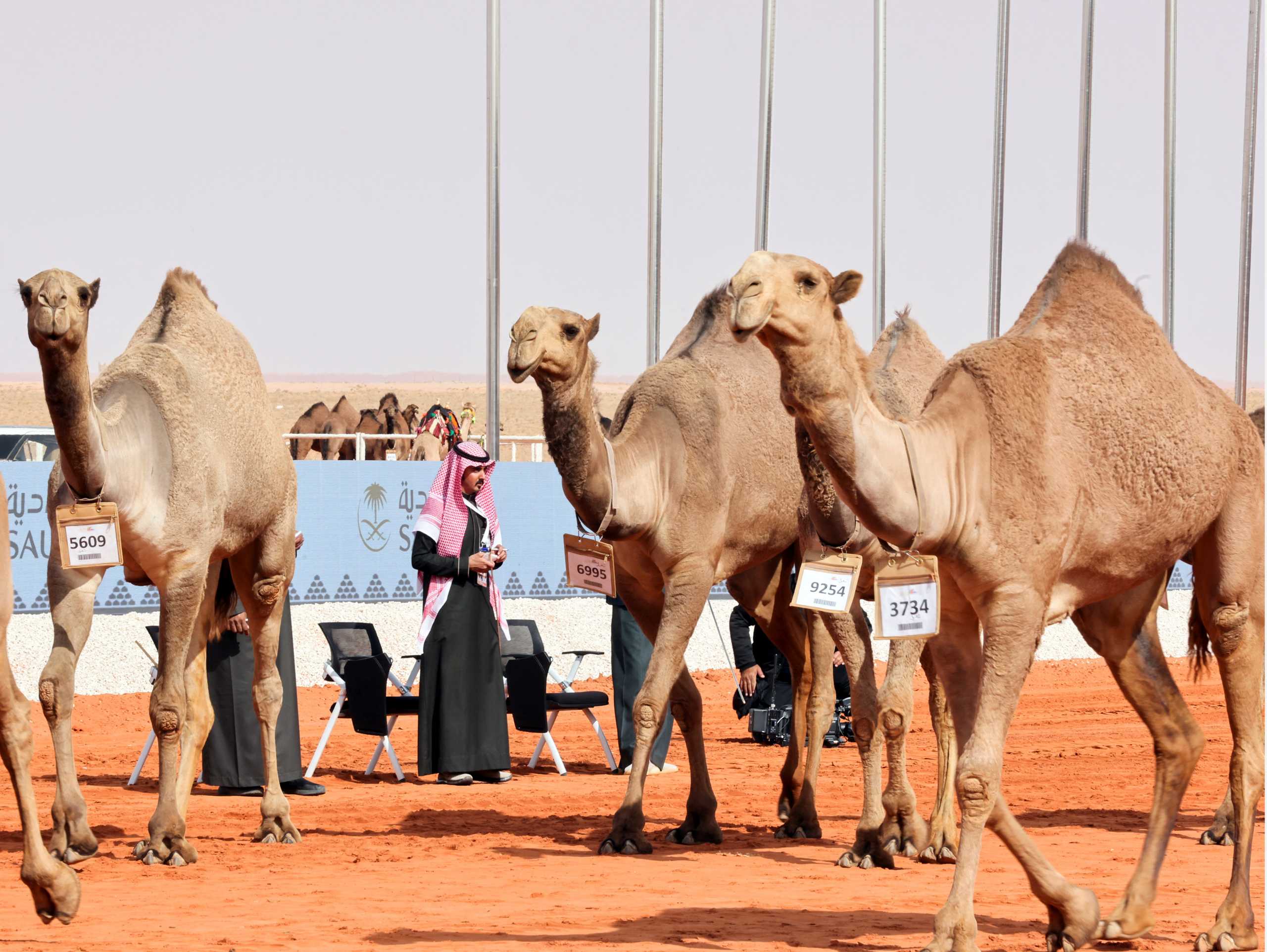 Σαουδική Αραβία: Ξενοδοχείο για καμήλες στη μέση της ερήμου – Πόσο κοστίζει ένα βράδυ