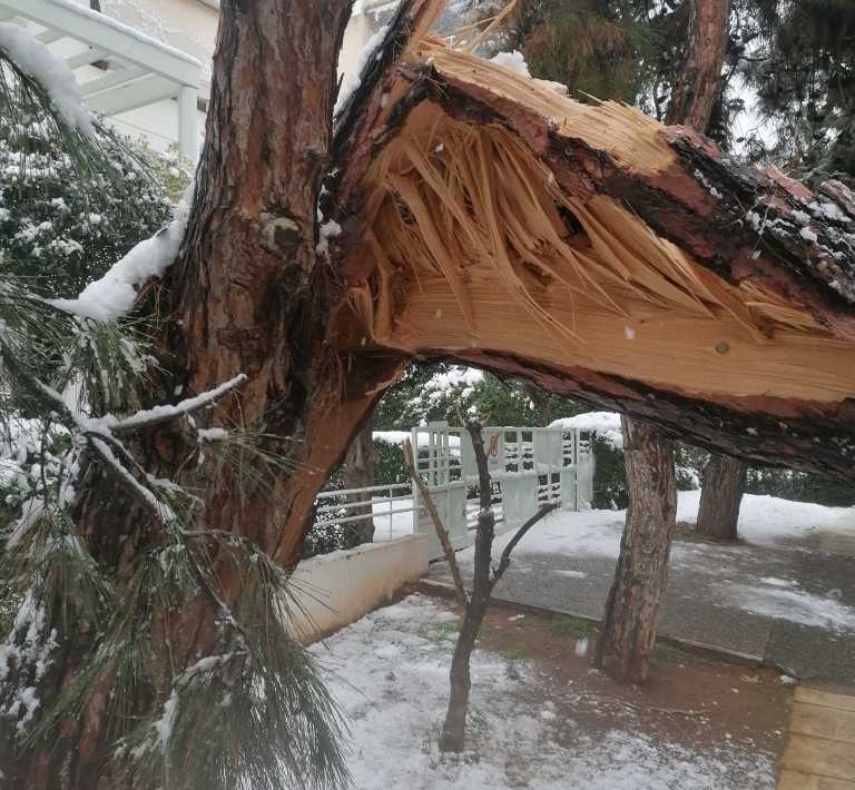 Κακοκαιρία Ελπίδα: Έπεσε δέντρο στη Γλυφάδα εξαιτίας του χιονιού