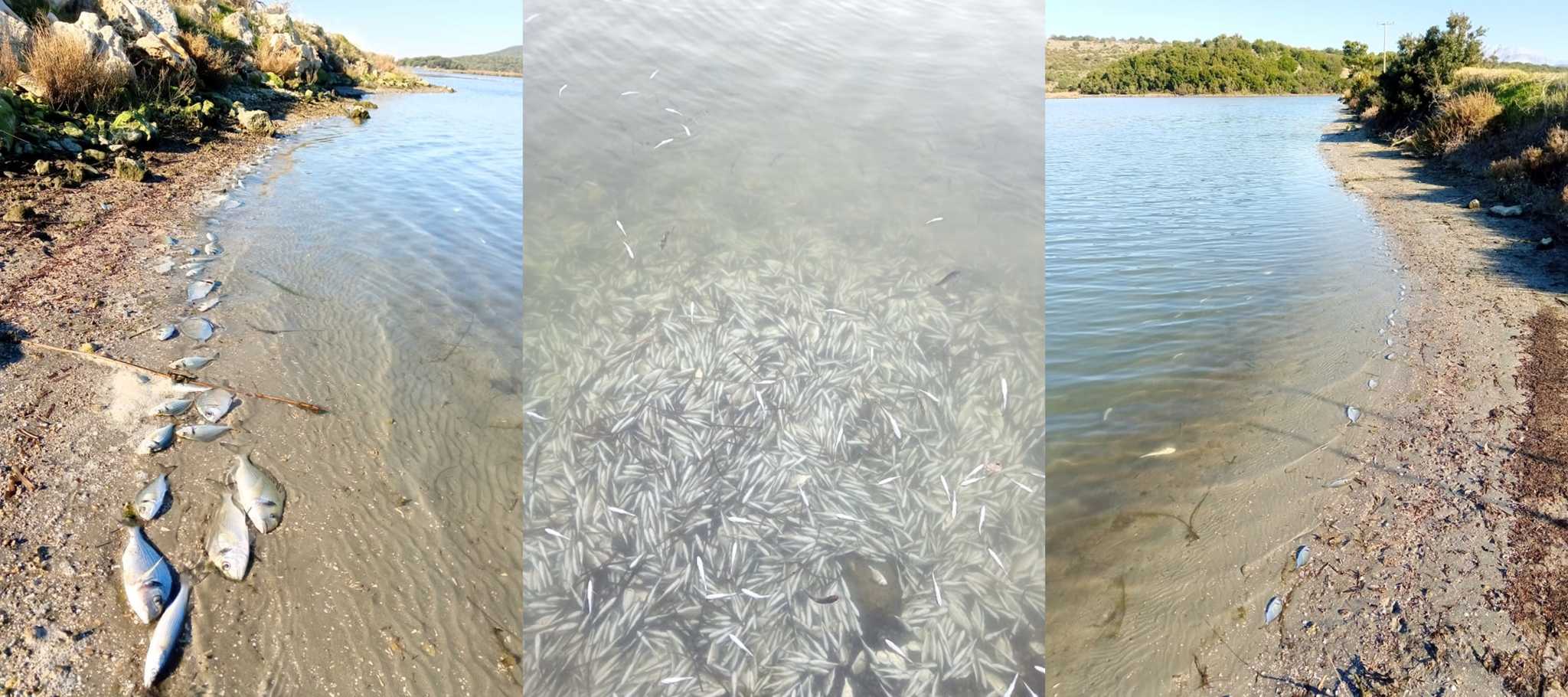 Рыба Мороз Зеркальная Фото