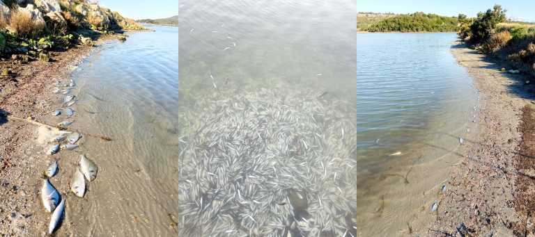 Ηγουμενίτσα: Χιλιάδες νεκρά ψαριά στη λιμνοθάλασσα του Δρεπάνου – Πότε και γιατί πέθαναν μαζικά