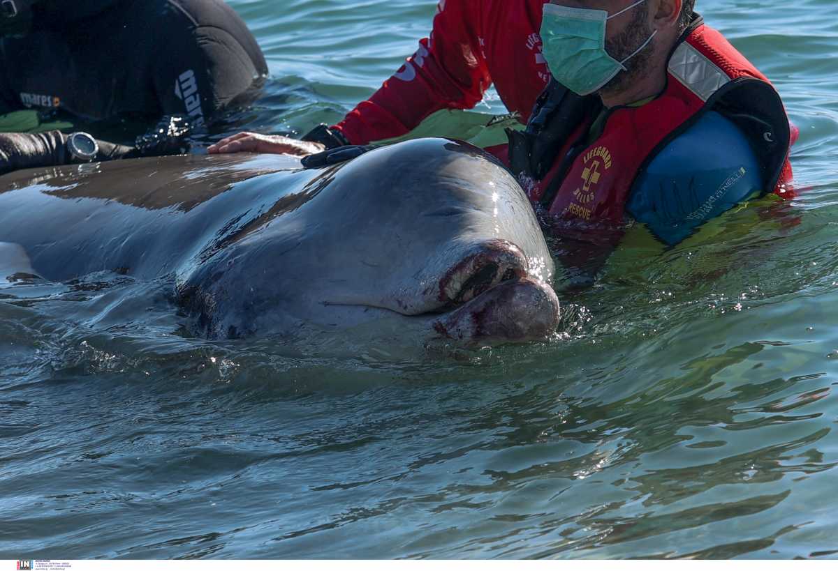 Σαλαμίνα: Κρίσιμη αλλά σταθερή η κατάσταση της υγείας της νεαρής φάλαινας – Δεν επιστρέφει στα βαθιά