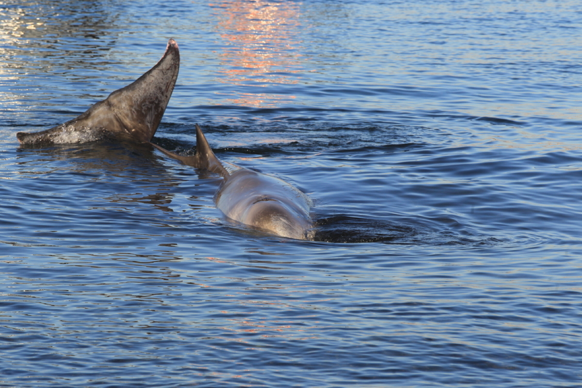 Άλιμος: Αγωνία για το κήτος που μοιάζει με φάλαινα – «Μικρές οι πιθανότητες επιβίωσής του»
