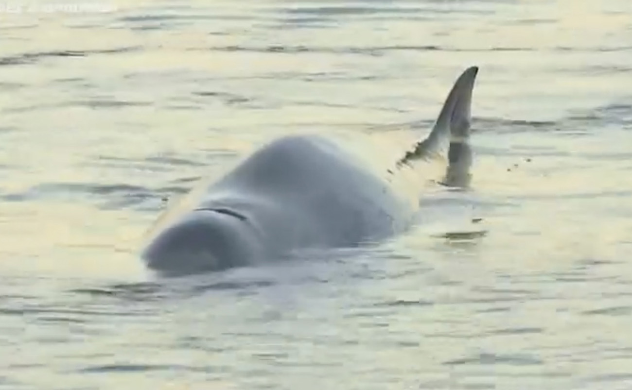 Άλιμος: Τραυματισμένη φάλαινα εντοπίστηκε στα ρηχά – Μεγάλη επιχείρηση του Λιμενικού
